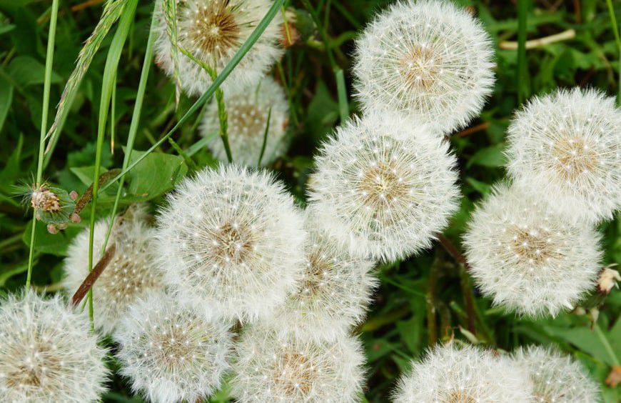 What is dandelion good for and how should it be taken?